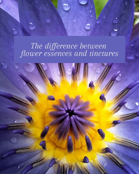 Flower Essences vs. Tinctures — What’s the Difference?