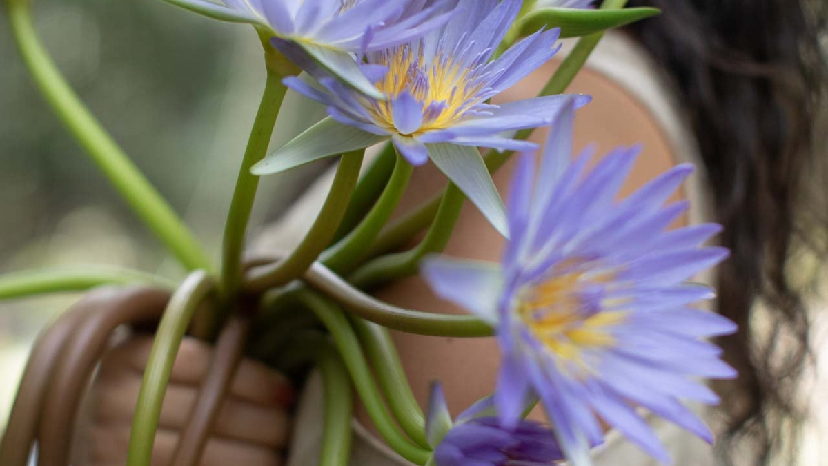 Rainforest Dreaming: Remedies from Djiru Rainforest